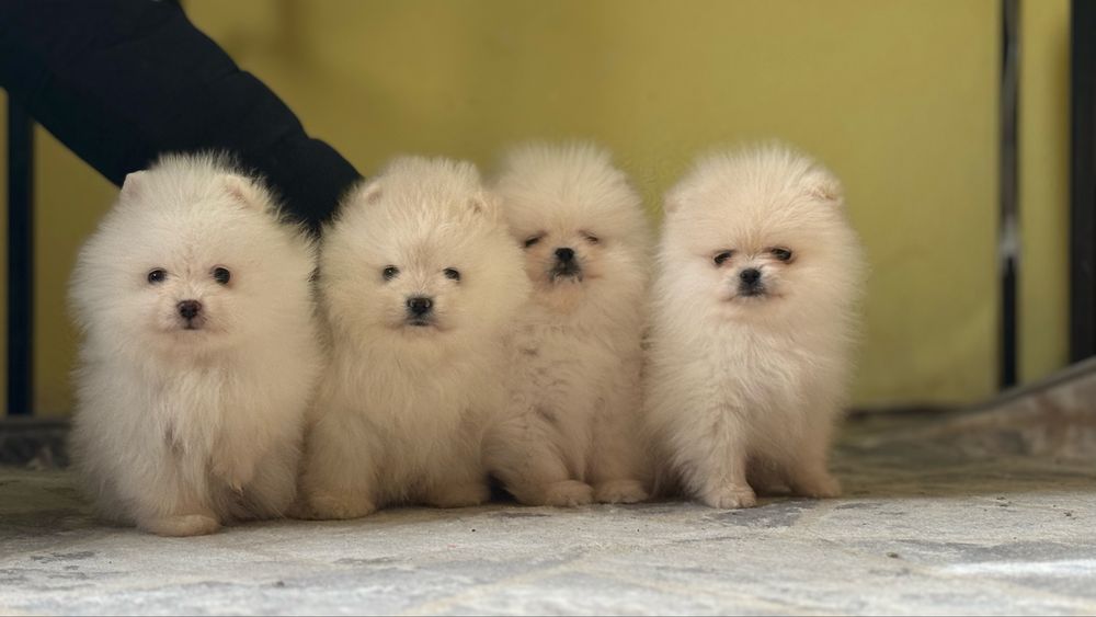 Шпицята малята білі та крем