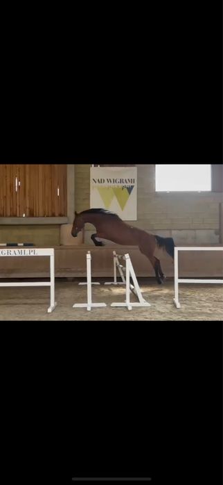 Śliczna klacz na sprzedż