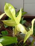 Philodendron Florida Ghost lub Monstera Var. lub Ph. Golden Dragon