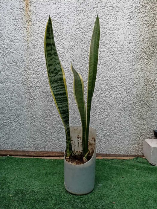 сансевиерия  обмен