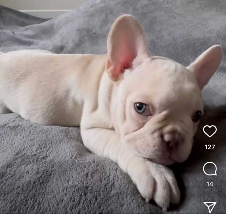 Кремовые щенки французского бульдога есть девочка и мальчик