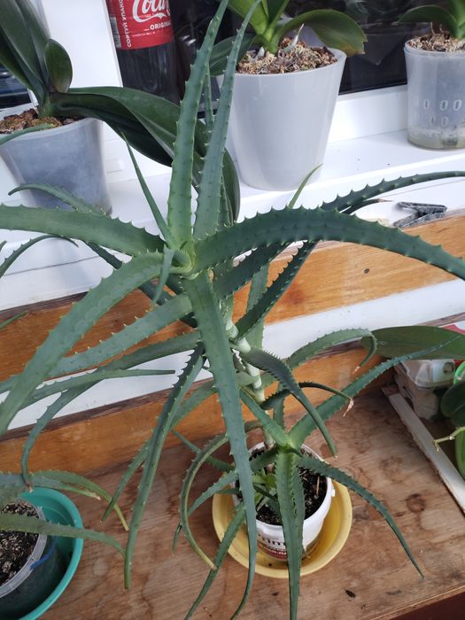 Распродажа  Столетники  и агава