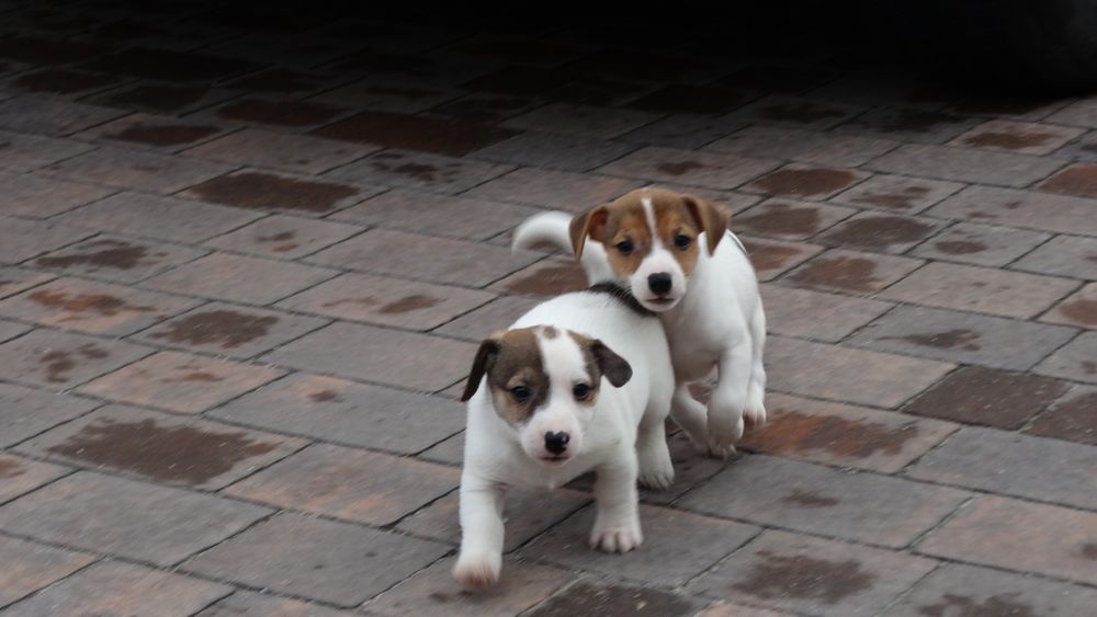Jack russell Terrier piesek