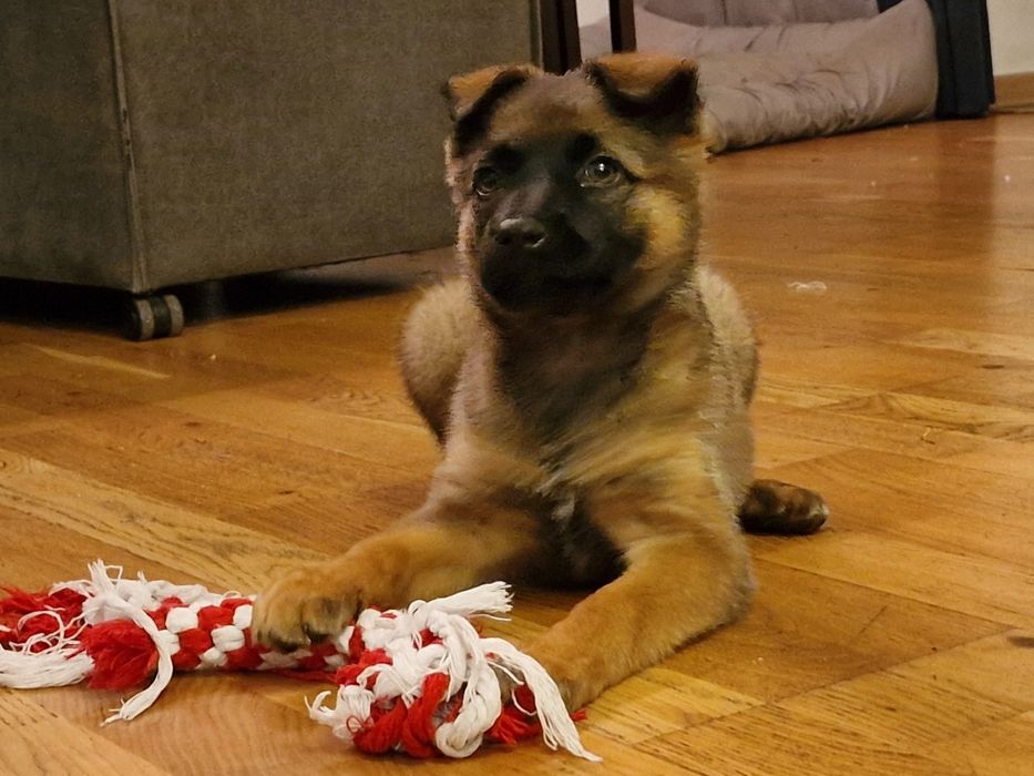 Szczeniaczek, suczka Pola urocza i bardzo mądra