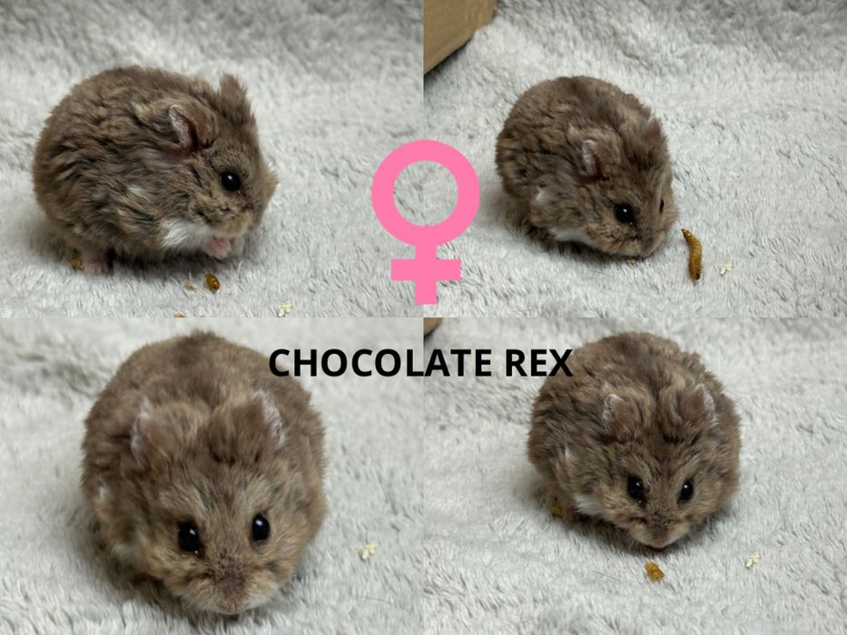 Chomik, chomiki, chomik campbella REX, rodowodowe chomiki campbella