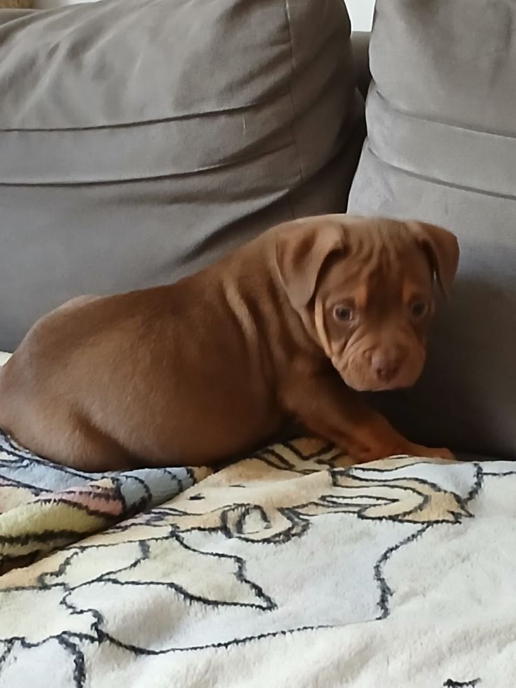 American Bully śliczny piesek