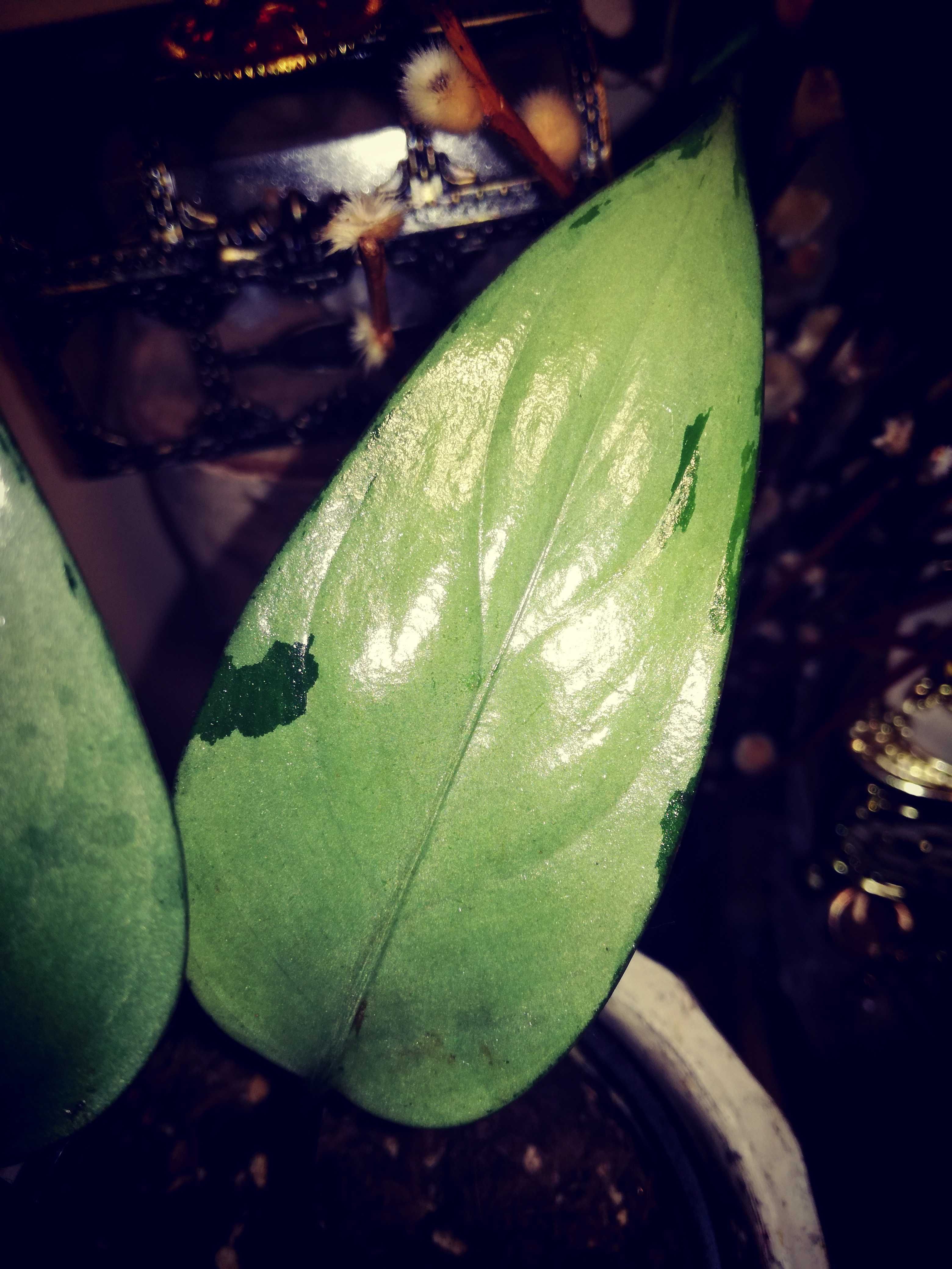 Aglaonema Pumilum Silver variegata piękna kolekcja roślin nie monstera