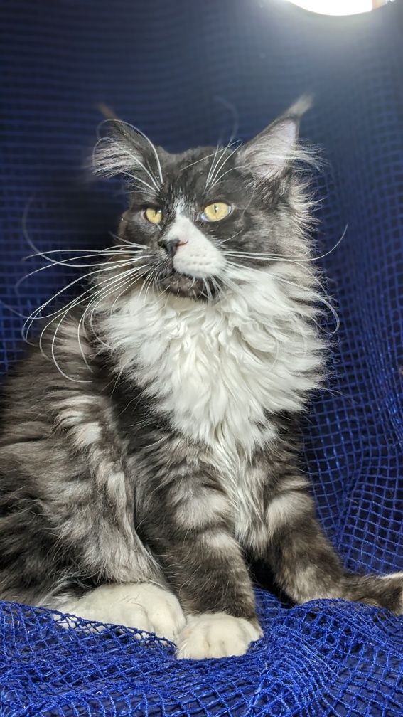 Мейн-кун ,кошеня