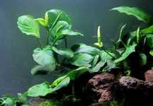 Roślina akwariowa Anubias barteri