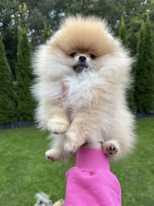 Sliczny piesek FCI szpic miniaturowy pomeranian