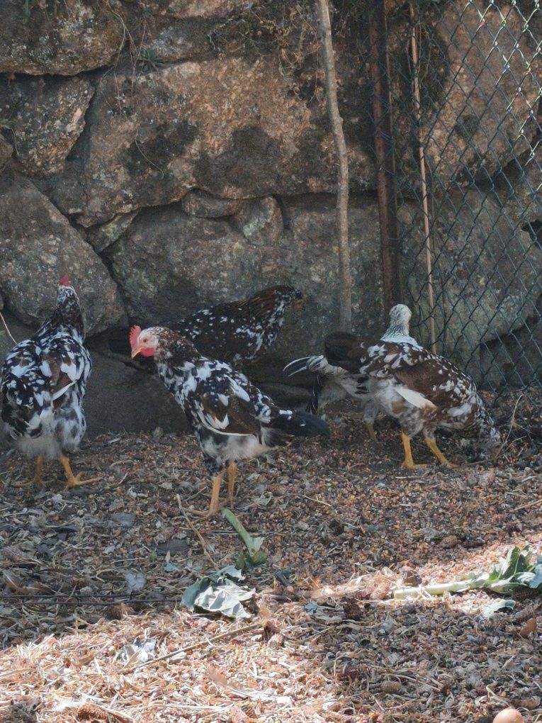Leghorn casal 3 meses