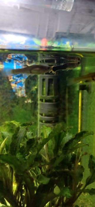 Akwarium z rybami i pełnym wyposażeniem