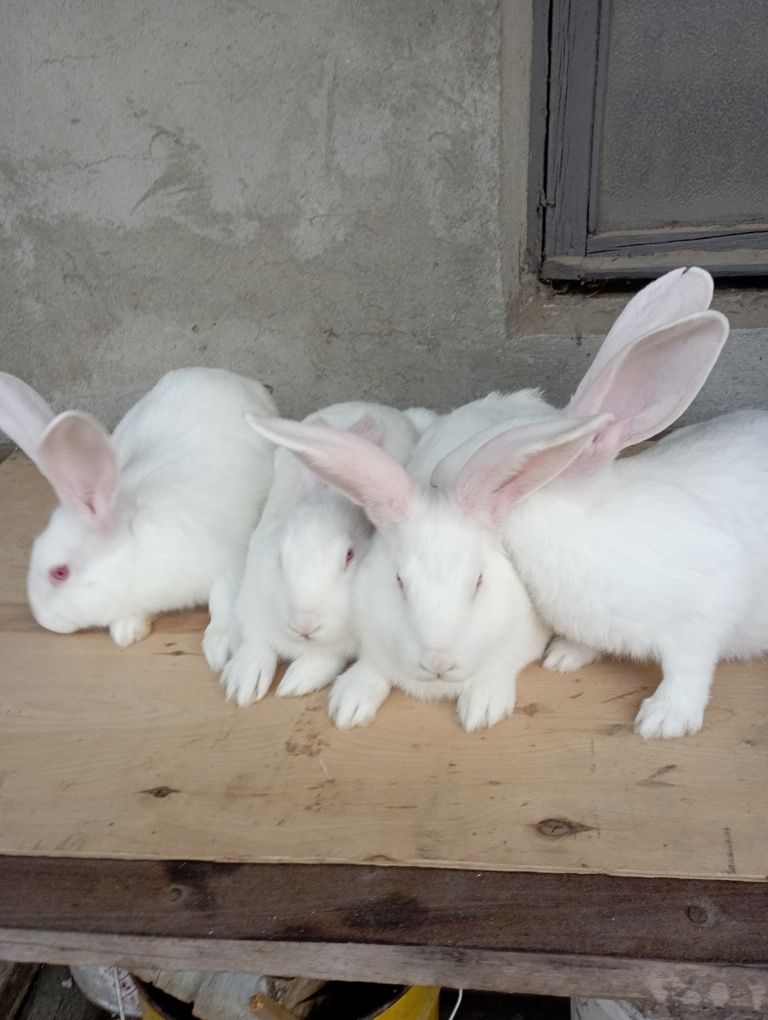 Кролики Термонский Белый