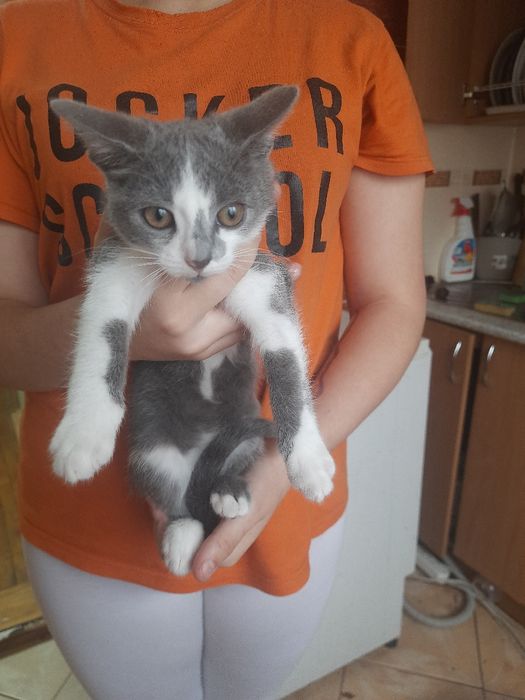 Кошенята на Мальованці!