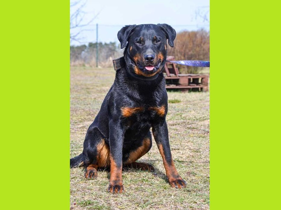 Dragon - młody mix Rottweiler; kocha ludzi