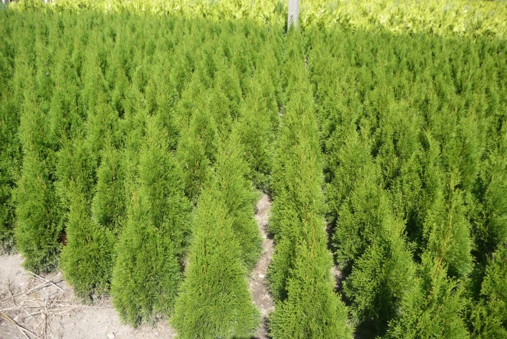 Szmaragd tuja 110cm własna produkcja PROMOCJA 2025
