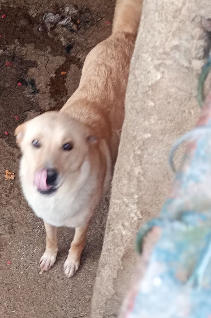 Procuro com urgência novo dono Dois cães para adoção