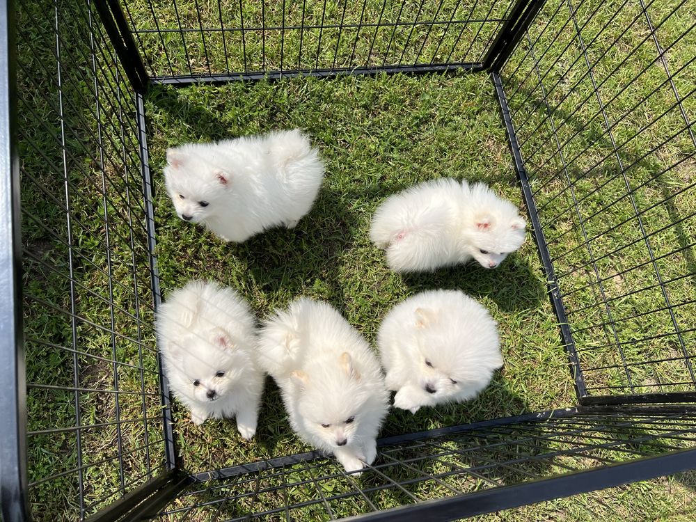 Piekny Szpic Miniaturowy Pomeranian