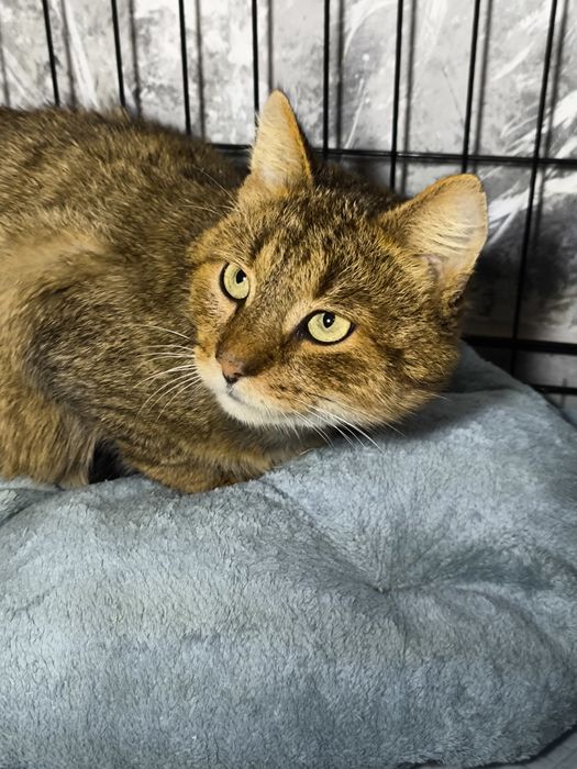 котик в добрі руки