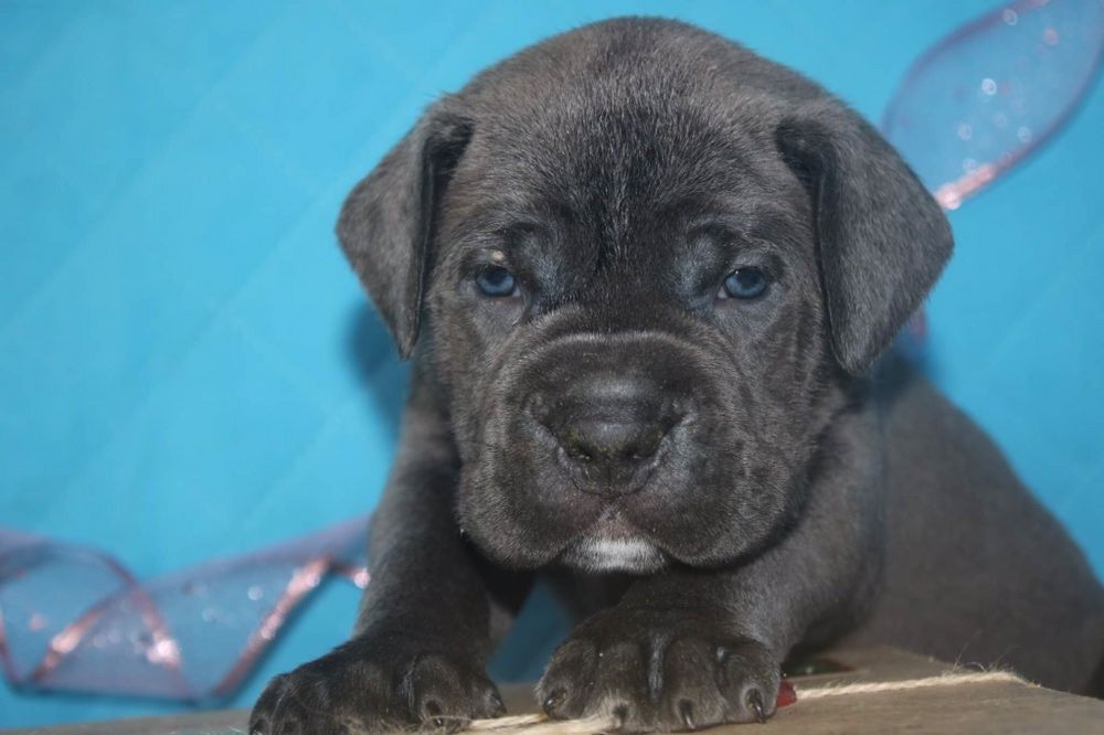 Cane Corso, сіра красуня