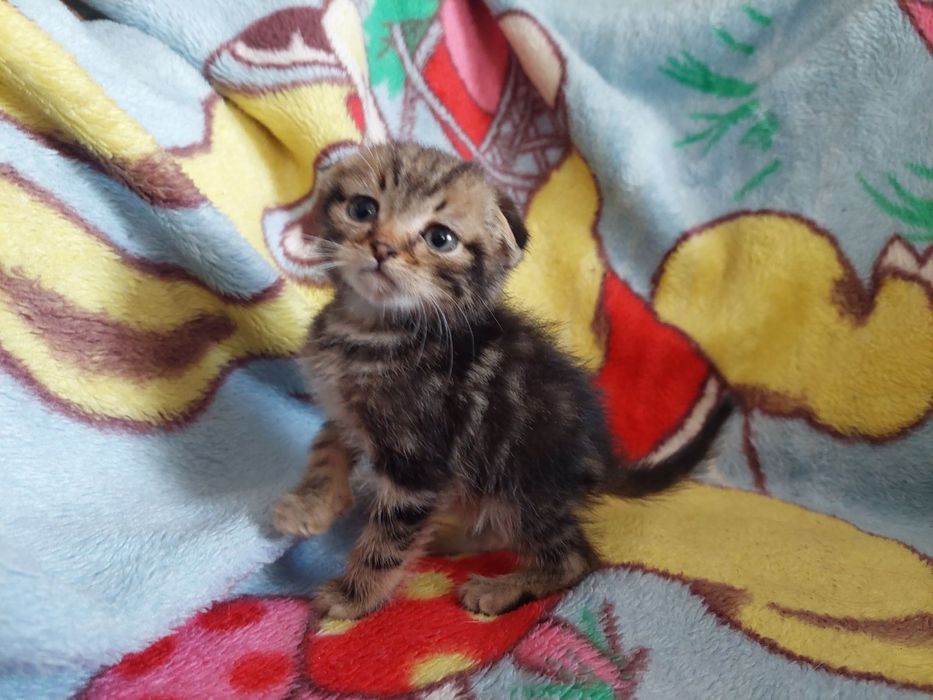 Шотландські кошенята