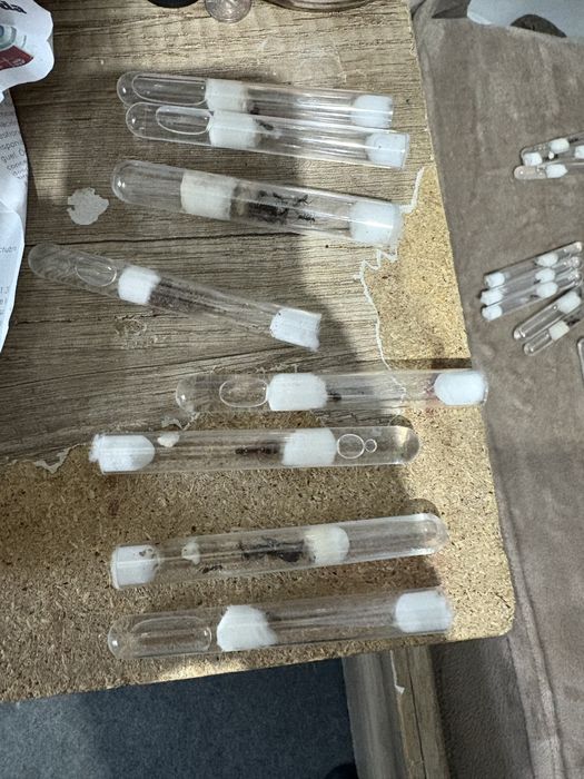 camponotus cruentatus 3-5w