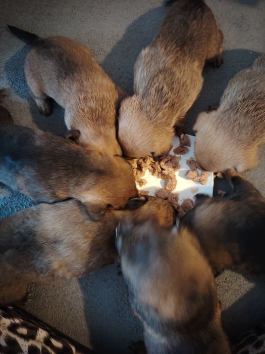 Szczeniaki polecają się do adopcji