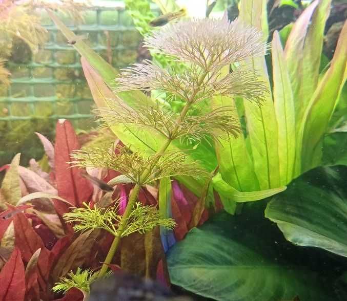 Limnophila sessiliflora Limnofilia Bezszypułkowa roślina akwariowa