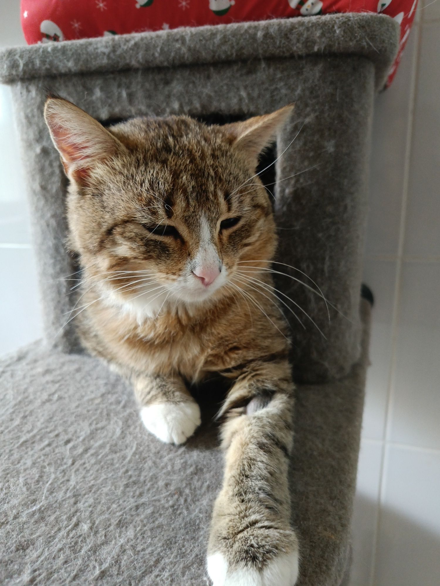 3 letni spokojny wykastrowany Klopsik do adopcji