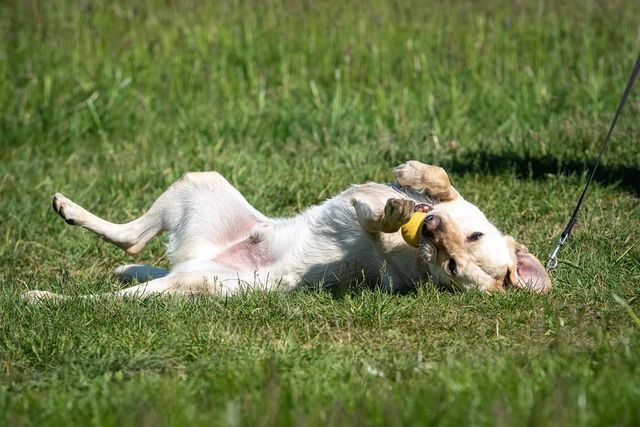 Leon poleca się do adopcji