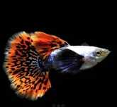 Guppy dumbo red mosaico "casais"