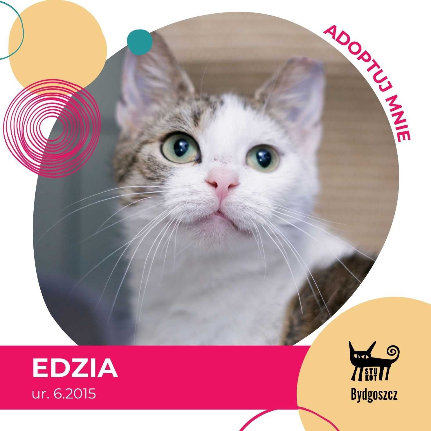 Edzia - kotka do adopcji