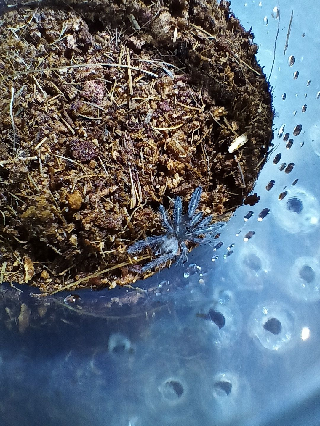 Pająk ptasznik Phormictopus dominican purple L2