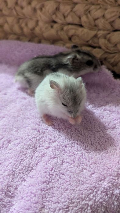 Маленькі ручні джунгарики чекають на люблячу родину