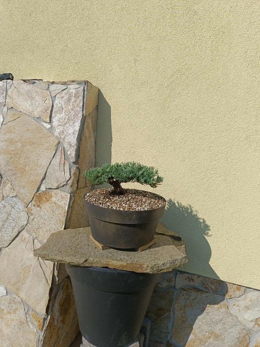 Bonsai z jałowca 5-letni