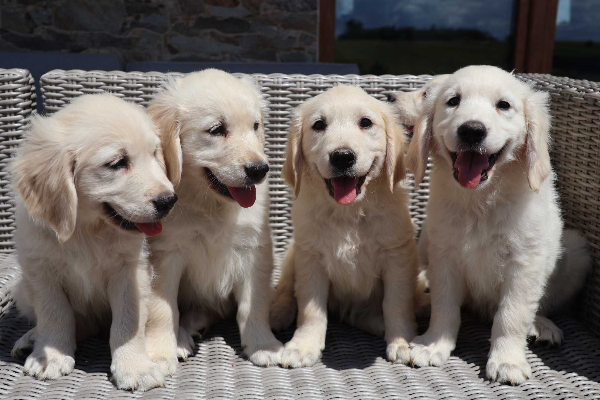 Golden Retriever FCI szczenię