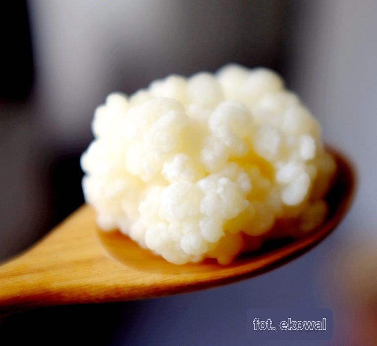 Grzybek tybetański ziarno kefirowe kefir instrukcja starter 2 gr.