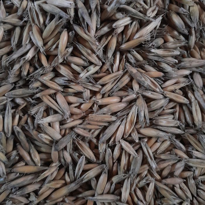 Owies  bingo z tego roku i ziemniaki Laura