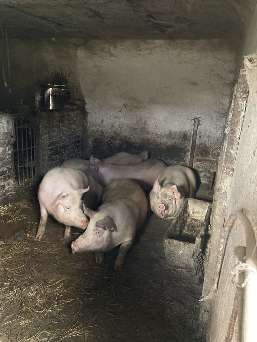 Продаю мясо домашніх свиней тушами та півтушами