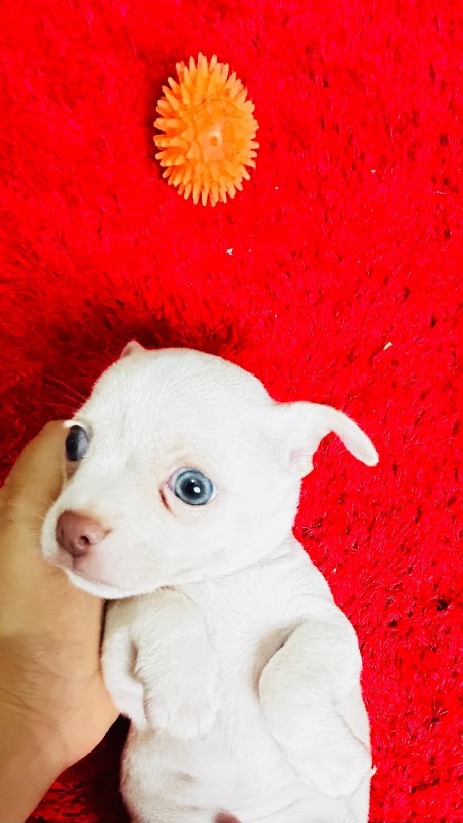 Chihuahua macho mini