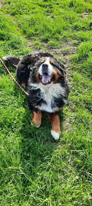 Berneński Pies Pasterski reproduktor