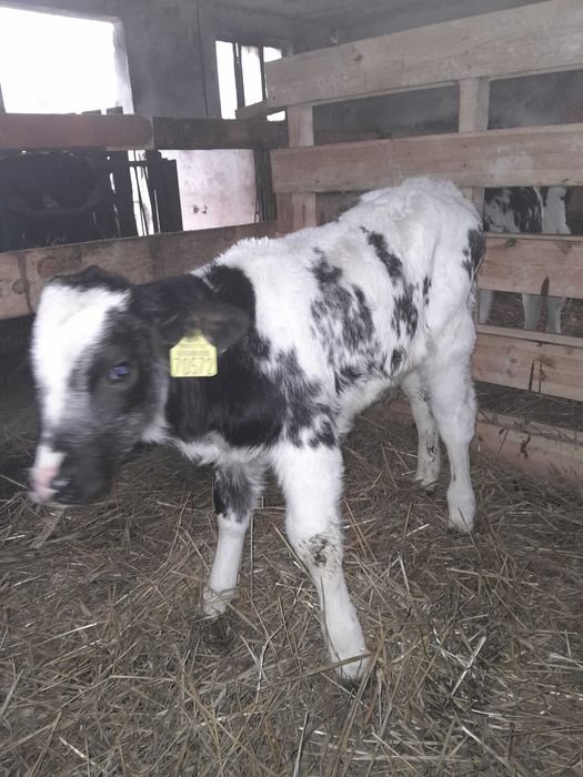 Byczki cielaki sprzedam