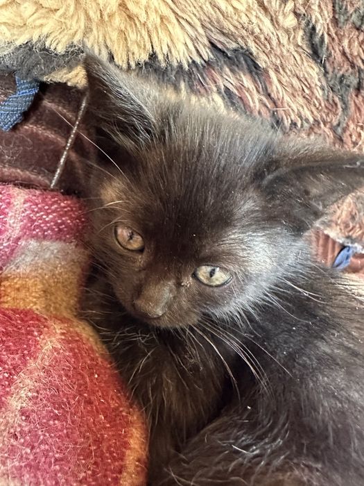 котики висловухі