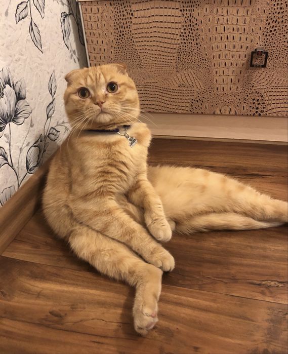 Кіт шукає свою прямовуху «Помпею»