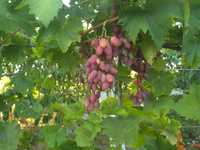 Продам саженцы винограда Ризамат