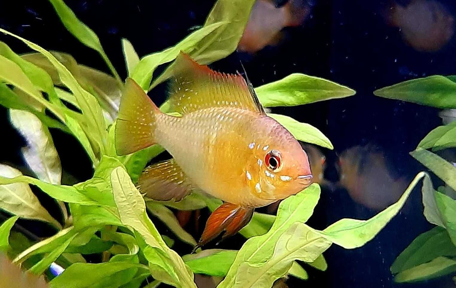 Ramireza Gold Złota