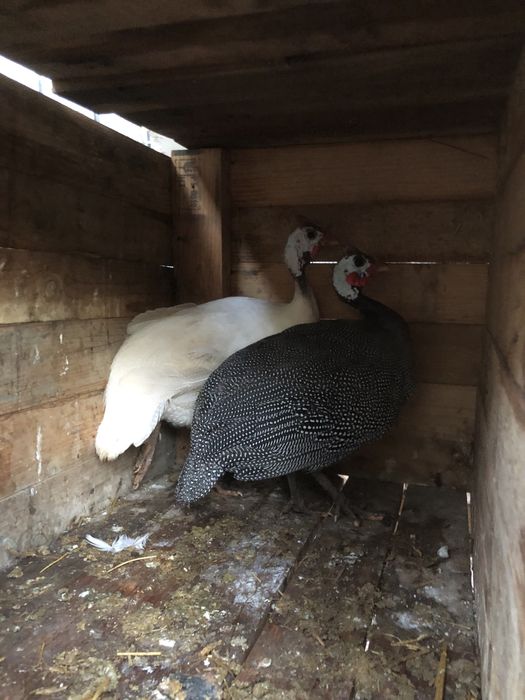 Casal de gansos adultos