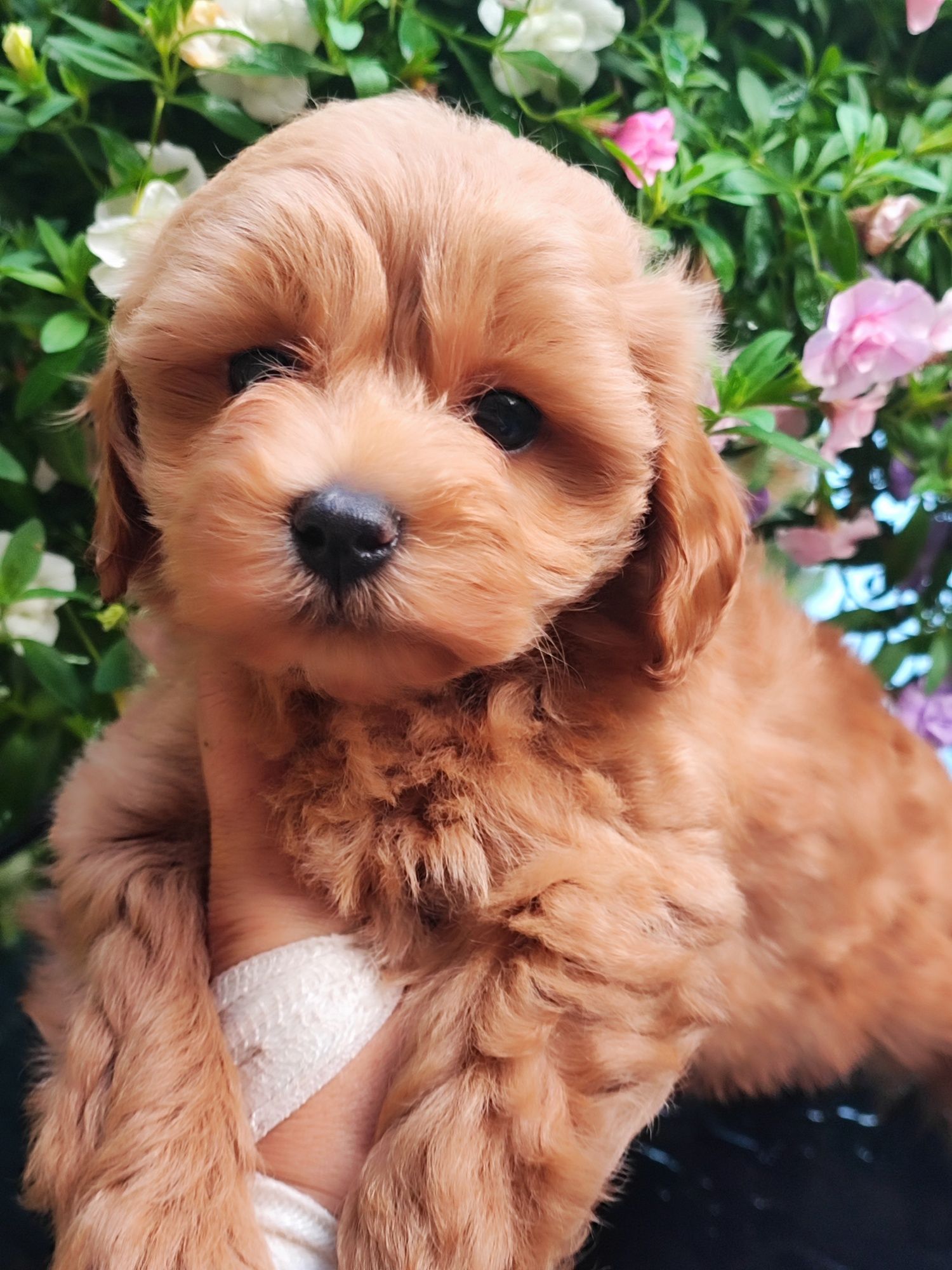 Ruda suczka Maltipoo