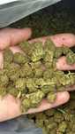 Orangello CBD 1KG Susz Konopny PREMIUM Naturalny Top Weed Zielony Hurt