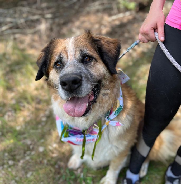 Berry w typie bernardyna szuka domu, adoptuj ze schroniska.